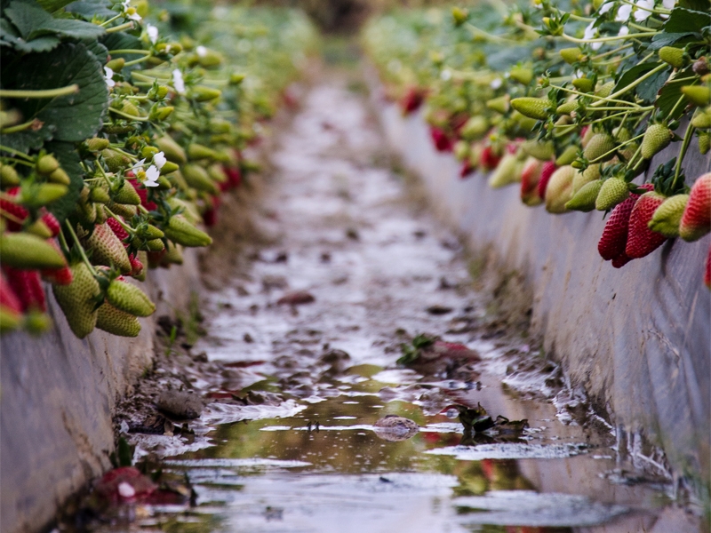 Cultivos de calidad gracias a los fertilizantes